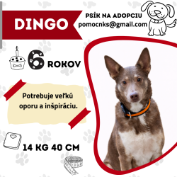 DINGO