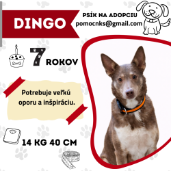 DINGO