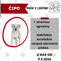 ČIPO