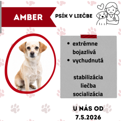 AMBER