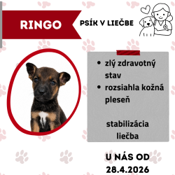 RINGO
