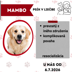 MAMBO