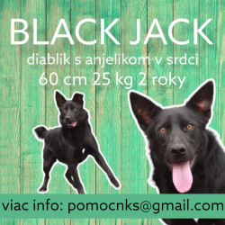 BLACK JACK (C165)