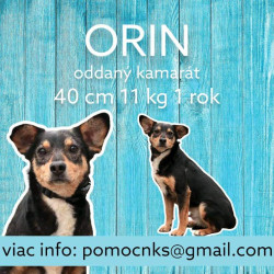 ORIN (C153)