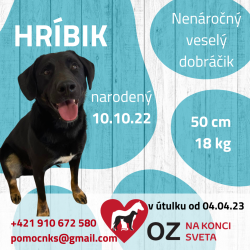 HRÍBIK