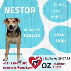 NESTOR