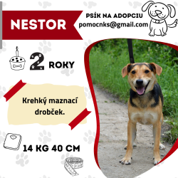 NESTOR