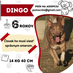 DINGO