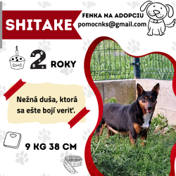 SHITAKE