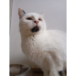 MARGIT